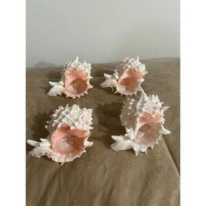 Pink Murex Conch Shells (4)